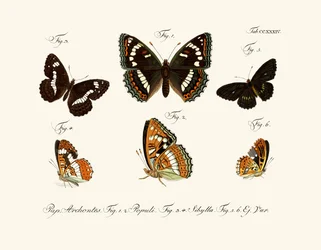 Mariposas