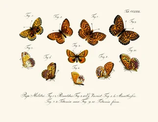 Mariposas