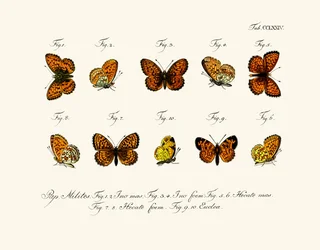 Mariposas