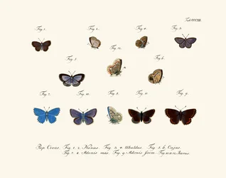 Mariposas