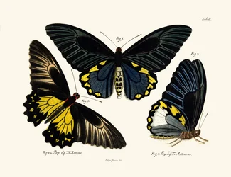 Mariposas