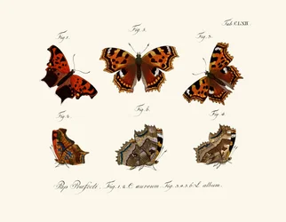 Mariposas, 1783-1806