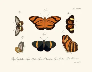 Mariposas, 1783-1806