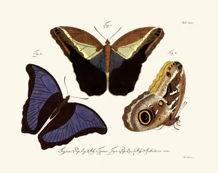 Mariposas, 1783-1806