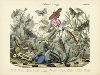 Mariposas, c.1860