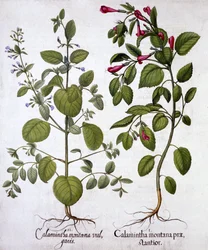 Calamintas, de Hortus Eystettensis, por Basil Besler, pub. 1613