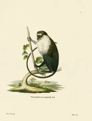 Mono de Campbell