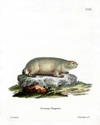 Marmota canadiense