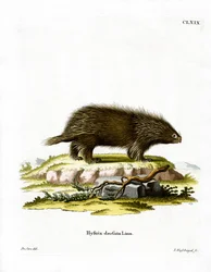Puercoespín Canadiense