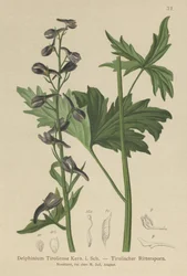 Espuela de caballero (Delphinium elatum, Delphinium tiroliense)
