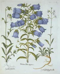 Campanillas de Canterbury, Silene vulgaris, Silene nutans, de Hortus Eystettensis, por Basil Besler (1561-1629), pub. 1613
