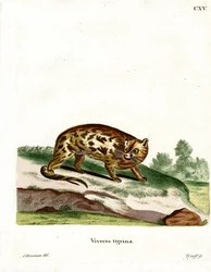 Gineta del Cabo