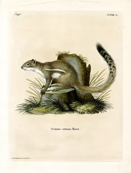 Ardilla terrestre del Cabo