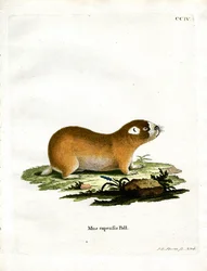 Rata Topo del Cabo