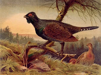 Urogallo, lámina de Brehms Tierleben: Allgemeine Kunde des Tierreichs, vol.5, p.474, publicado por Bibliographisches Institut, 1892