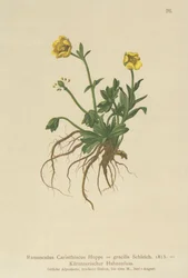 Ranúnculo de Carintia (Ranunculus Carinthiacus, Ranunculus gracilis)