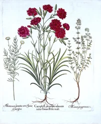 Clavel, tomillo de gato y lavanda común, de Hortus Eystettensis, por Basil Besler, pub. 1613