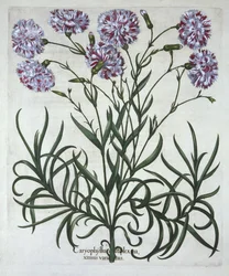 Clavel, de Hortus Eystettensis, por Basil Besler (1561-1629), pub. 1613