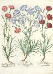 Claveles: 1.Caryophyllus multiplex flore albo; 2.Caryophyllus multiplex laciniosus flore incarnato; 3.Caryophyllus multiplex flore purpureo rubescente, del Hortus Eystettensis por Basil Besler