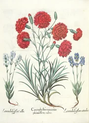 Claveles y lavanda: 1.Caryophyllus maximus plenus flore rubro; 2.Lavandula flore albo; 3.Lavandula flore ceruleo, del Hortus Eystettensis por Basil Besler (1561-1629), pub. 1613