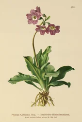 Primavera carniola (Primula Carniolica)