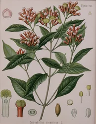 Caryophyllus Aromaticus (Clavos)