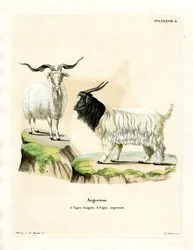 Cabra de Cachemira