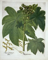 Planta de ricino, de Hortus Eystettensis, por Basil Besler, pub. 1613