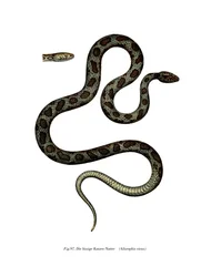 Serpiente gato (litografía en color)
