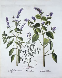 Menta de Gato y Nepeta, de Hortus Eystettensis, por Basil Besler (1561-1629), pub. 1613