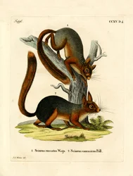 Ardilla caucásica