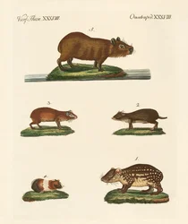 Cobayas
