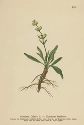 Espicanardo celta (Valeriana celtica)