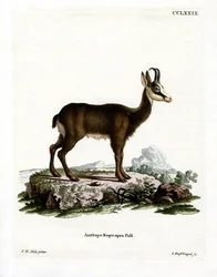Gamuza