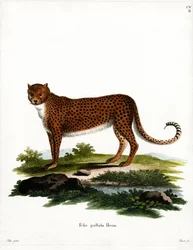 Guepardo
