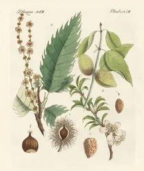 Castañas y almendras