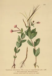 Epilobio de hojas de hierba gallinera (Epilobium alsinefolium, Epilobium origanifolium)