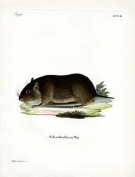Rata de roca chilena