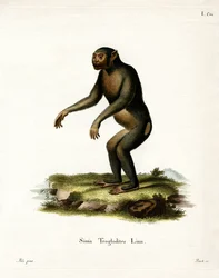 Chimpancé
