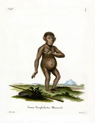 Chimpancé