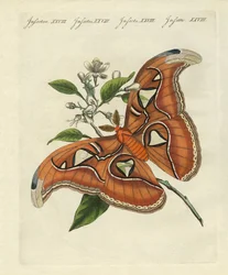 Mariposas chinas