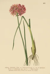 Cebollino (Allium foliosum, Allium Schoenoprasum var. alpinum, Allium sibiricum)