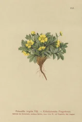Potentilla (Potentilla frigida, Potentilla glacialis, Potentilla helvetica)