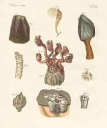 Cirrípedos, gusanos de cerdas o braquiópodos