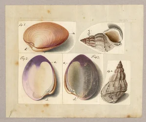 Almeja y caracol marino: Venus Mercenaria Linnaei, Buccino glacioli Linnaei, 1785