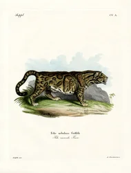 Leopardo nublado