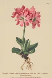Primavera clusiana (Primula Clusiana, Primula spectabilis)