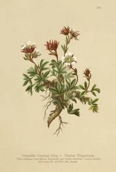 Potentilla de Clusius (Potentilla Clusiana)