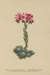 Siempreviva de telaraña (Sempervivum arachnoideum, Sedum arachnoideum, Sempervivum sanguineum)