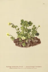 Saxífraga de telaraña (Saxifraga arachnoidea)